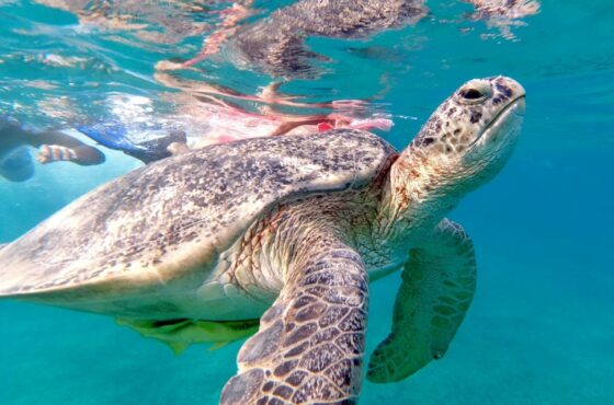 Abu Dabab Snorkeling Tours in Marsa Alam.