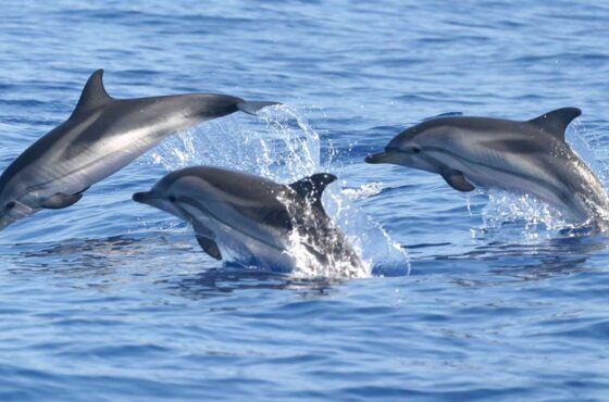 Escursione a Sataya Dolphin House da Marsa Alam.
